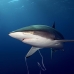 shark_silky_far_jar_v_0283_cub1567.jpg